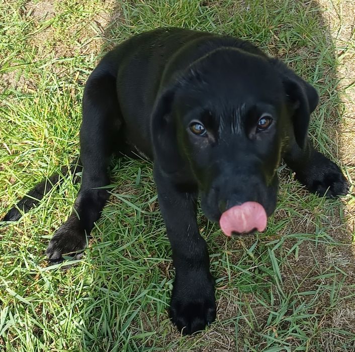 RAMBO – 3-miesięczny szczeniak w typie labradora