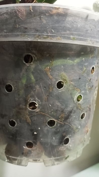 Орхідея фаленопсис Amabilis