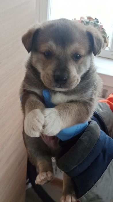 Отдам щенков в хорошие руки. Мальчики.