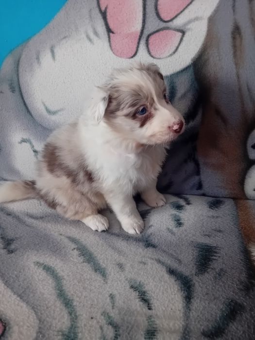 Border collie szceniak