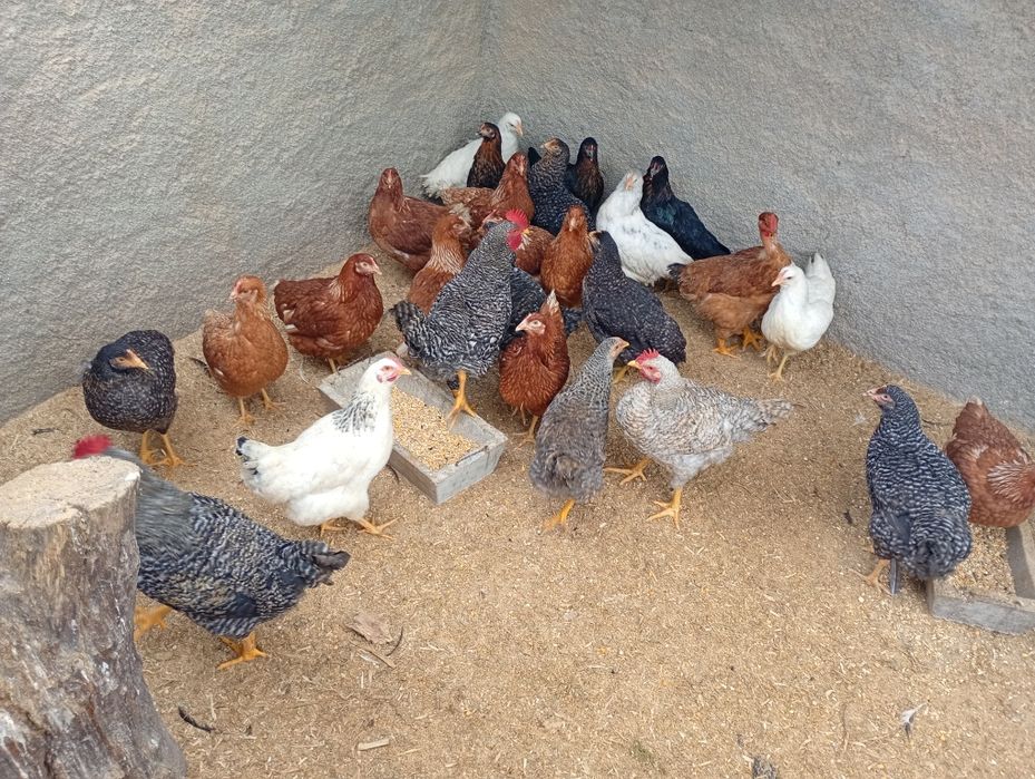 Galinhas Poedeiras