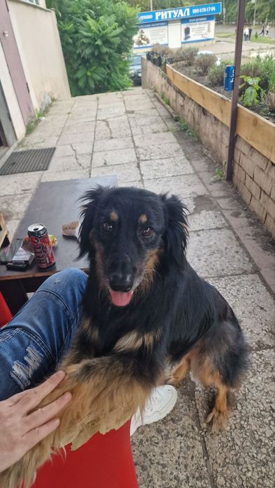 Собака в добрi руки