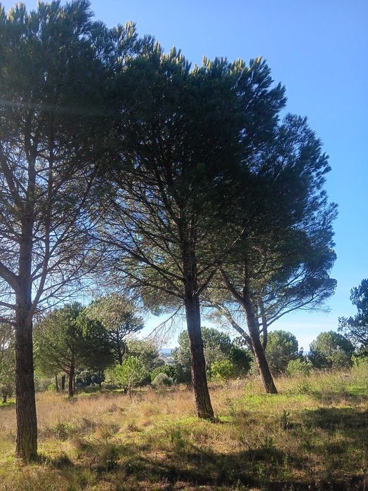 Pinheiros bravos e mansos