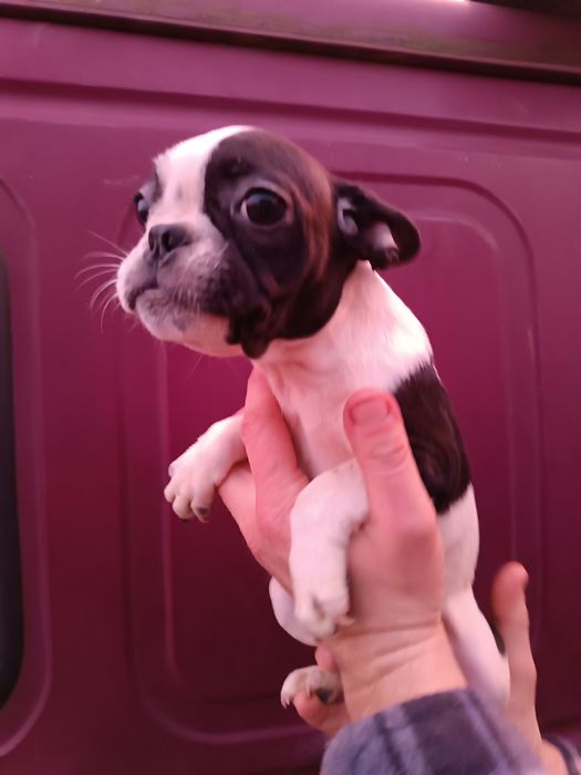 Дівчатка та хлопчики чистокровні французькі бульдоги