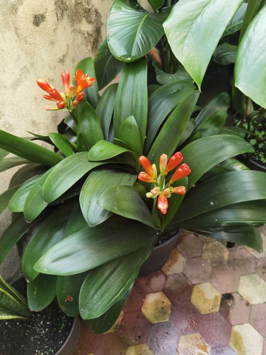 Clivia, Planta, Flor, jardim, decoração, beleza, natureza