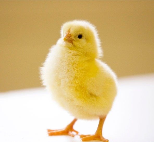 ДОБОВІ Півники Півні Петухи Петушки Несушка Ломан Браун Сенді Курчата