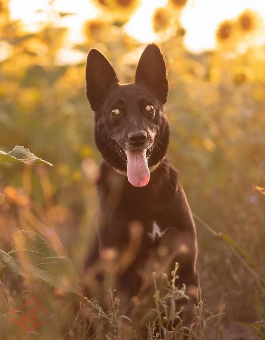 Towarzyski, duży i czarny pies czeka na swojego człowieka