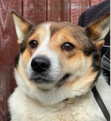 Wycofana Łatka BARDZO potrzebuje spokojnego domu w którym zaufa...