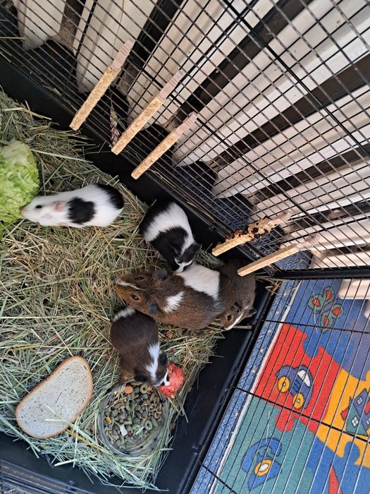 Cavia domowa sprzedam