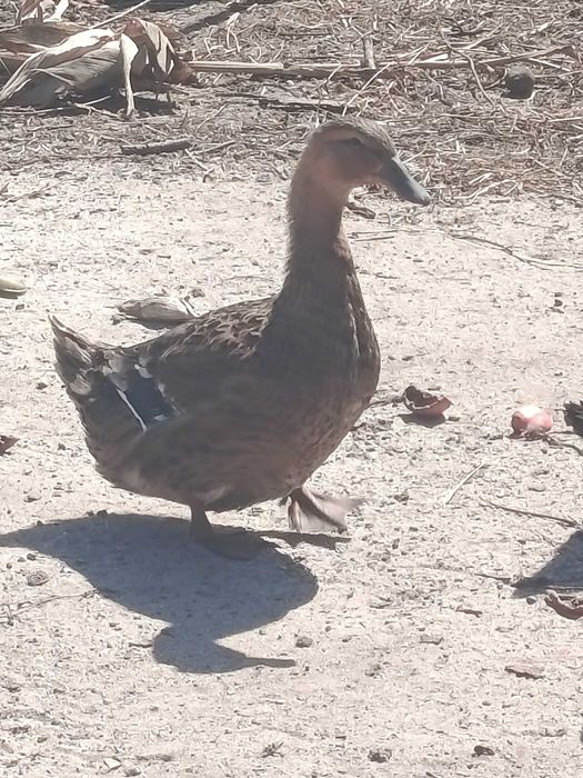 Casal de Patos cayugas
