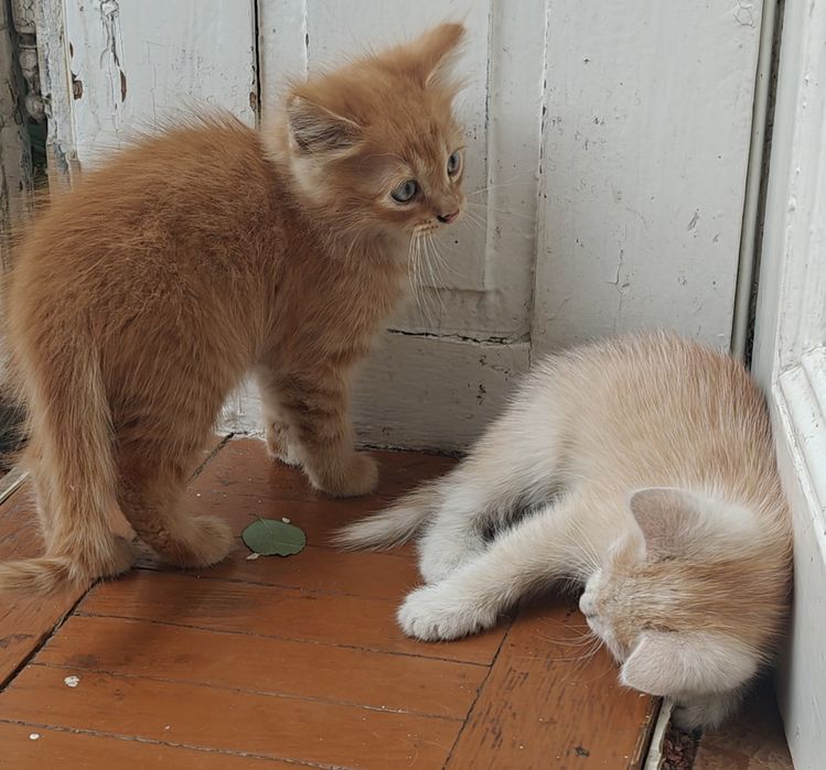 Кошенята. Котята. Котики. Безкоштовно