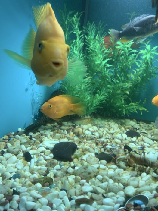 Пара трехгибридных попугаев