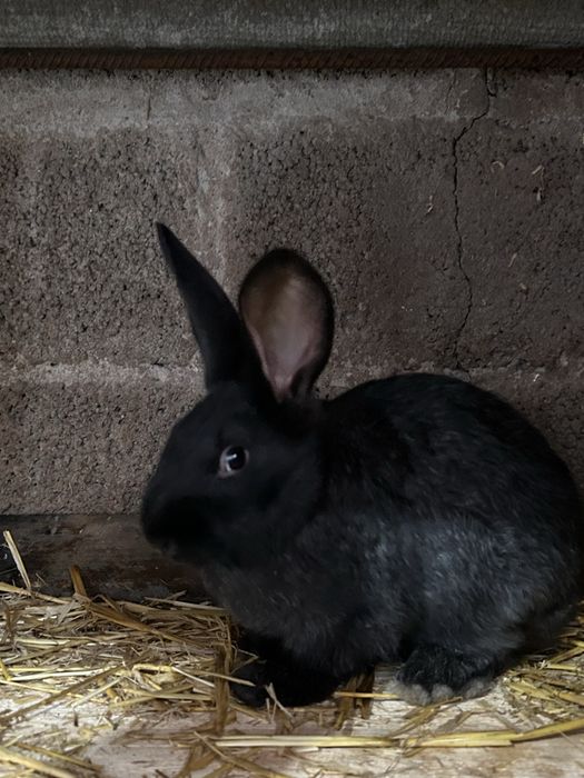 Продам кроленят 2,5 місяця