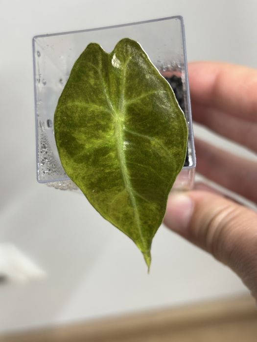Alocasia Amazonica Aurea