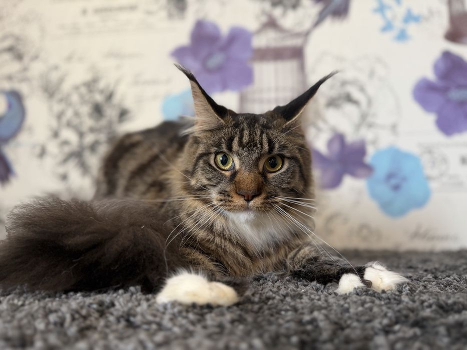 Мейн-кун Дівчинка полідакт