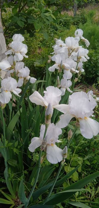 Іриси, цибулька, алліум