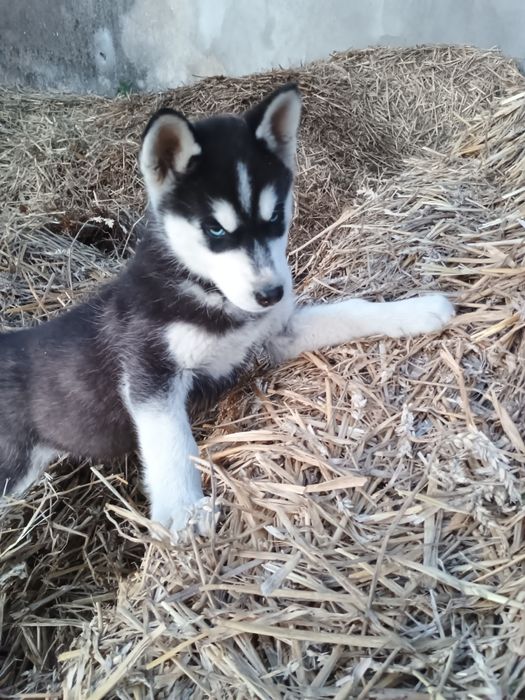 Piesek Siberian Husky