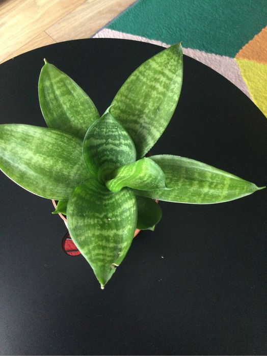 Kwiat pokojowy Sansewieria