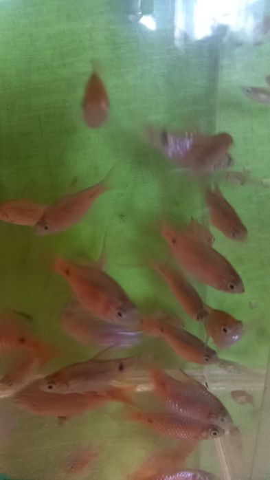 Продам рыбок собственного разведения.