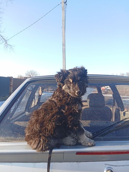 Собаки хороши та ласкаві