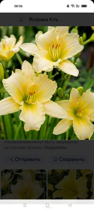 Лилейник Heppy Return