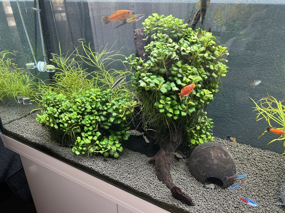 Akwarium JUWEL  Rio 240 l +CO2 + szafka