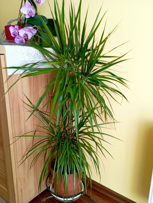 Dracena doniczkowa