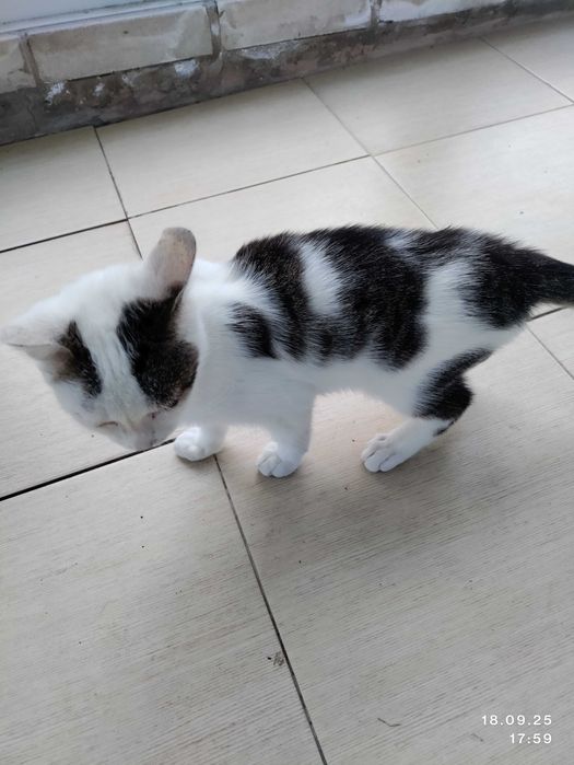 Віддаємо грайливе кошеня