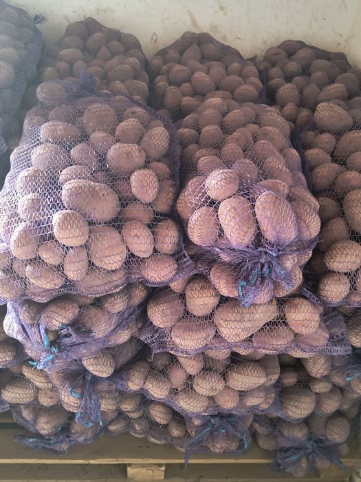 Ziemniaki  wielkość sadzeniaka kaliber 35/55