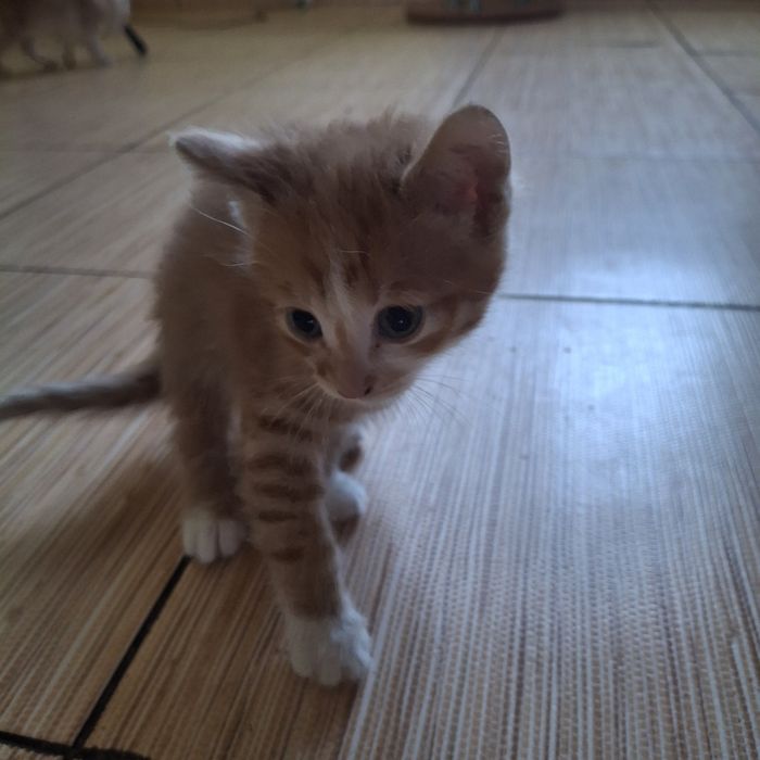 Вiддам кошенят в гарнi руки..