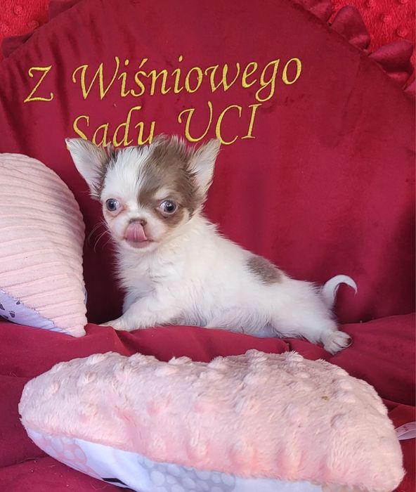 Chihuahua piesek