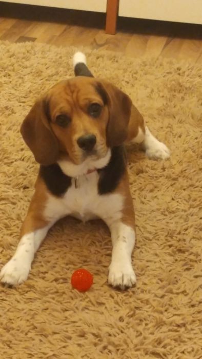 Вязка. Мальчик бигль ищет девочку!