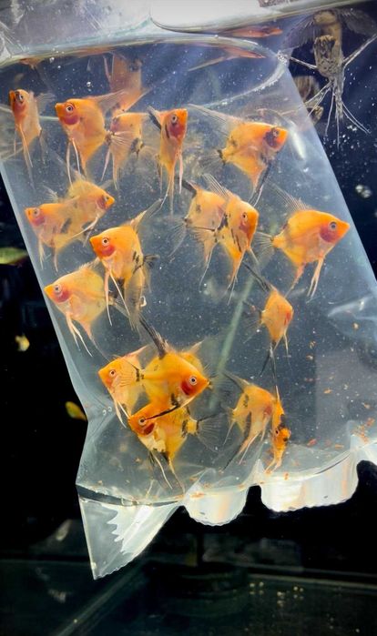 Skalar Red Devil - Tina Zoo Zabrze