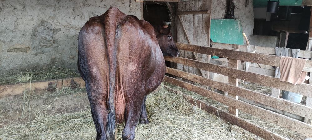 Продам корову на хозяйство