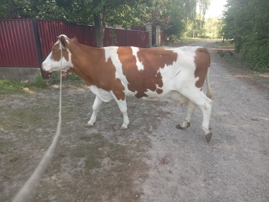 Продам добру корову