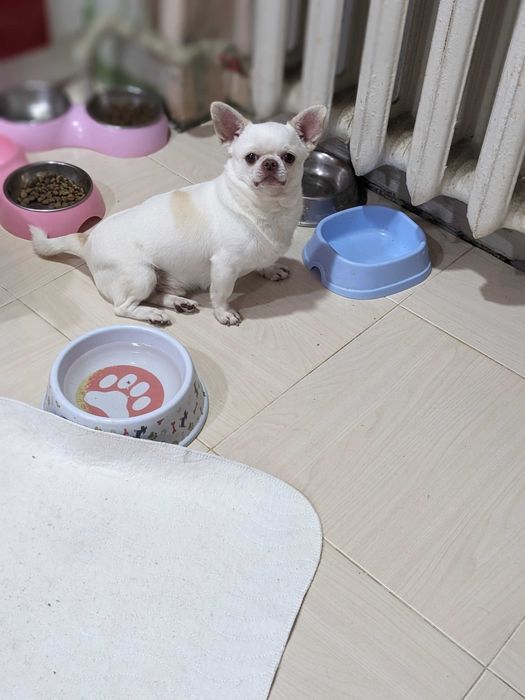 Мальчик  чихуахуа приглашает девушек.Имеет шикарное потомство!