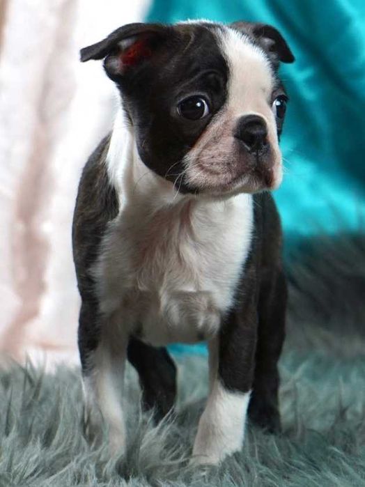 Boston terrier disponível