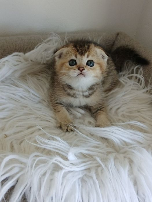 Macho Scottish Fold