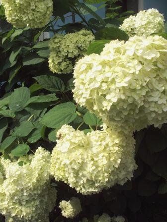 Гортензия многолетняя бело-зеленая