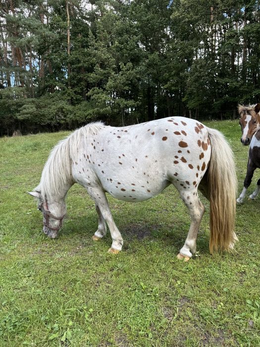 Kucyki, klacze kolorowe, duży wybór