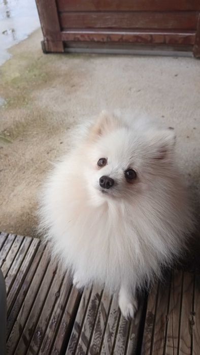 Spitz Pomerânia. Macho branco. Com Pedigree
