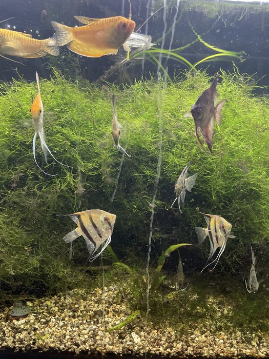 Dou peixes escalares