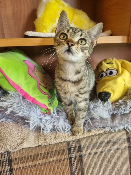Malutki  kocurek Józio do adopcji