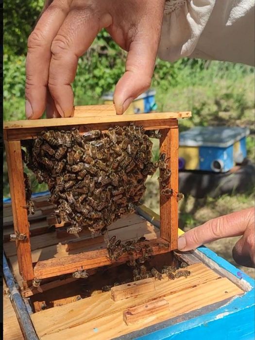 Бджоломатки Карніка!