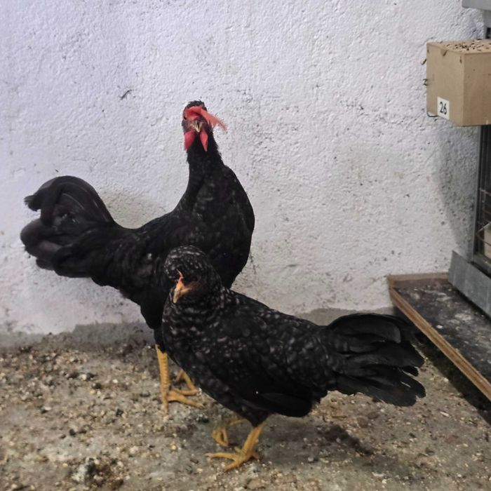 Vendo ou troco  casal de garnizés
