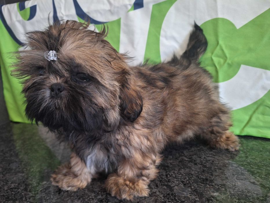 Shih Tzu sunia bez przepukliny