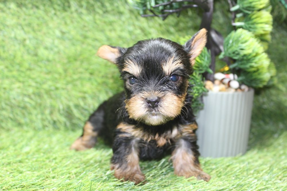 Малюки міні йорка. Йоркширський тер'єр