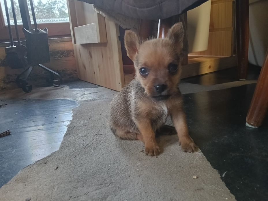 Yorkshire x Schnauzer mini