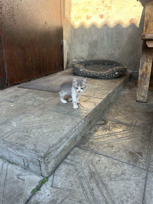 Кошенята / котики