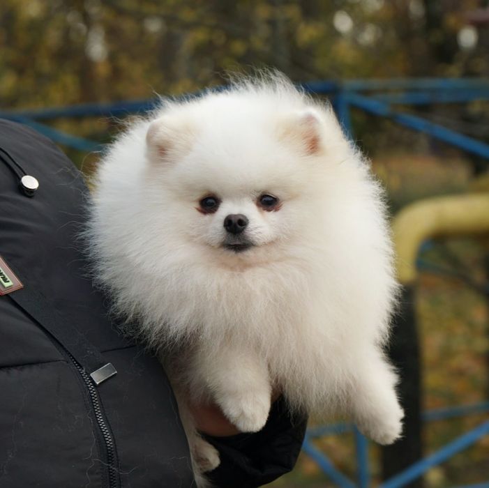 Білий красень померанського шпіца, документи, доставка.